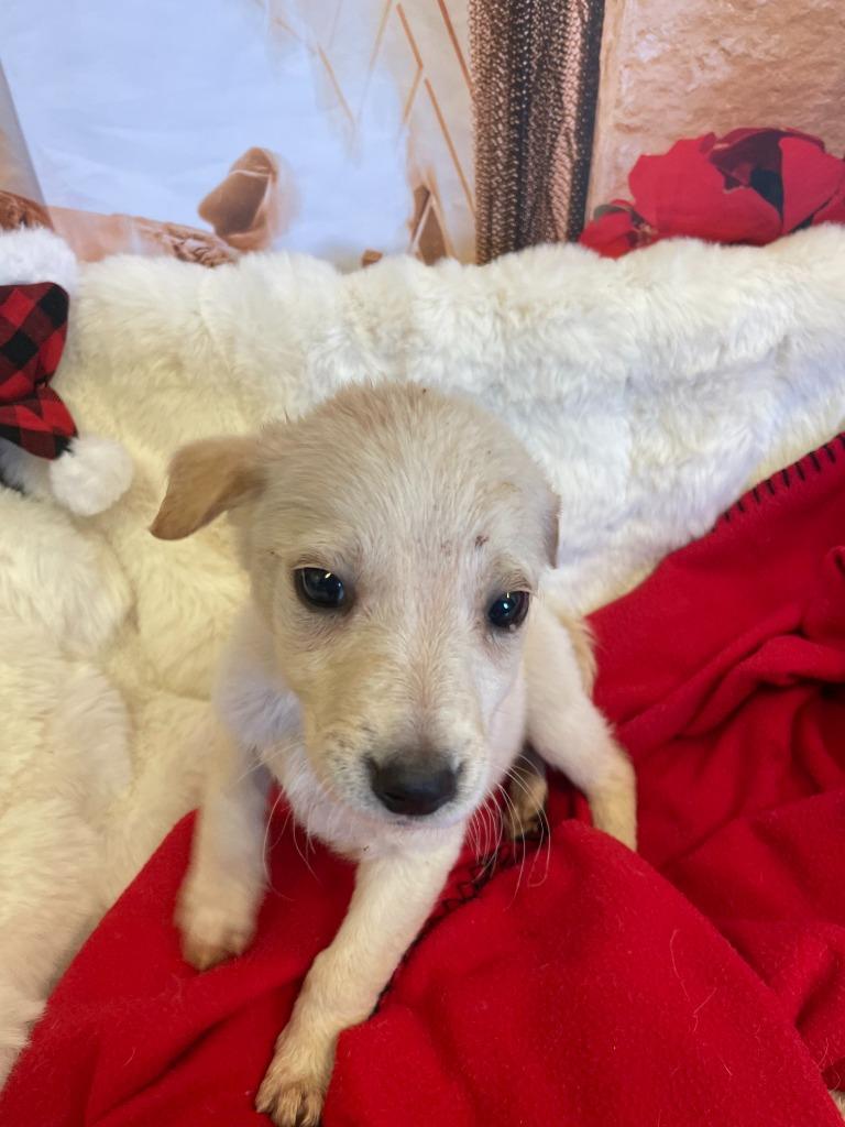 Dancer, Adoptable, Puppy Female Australian Cattle Dog / Blue Heeler & Mixed Breed.