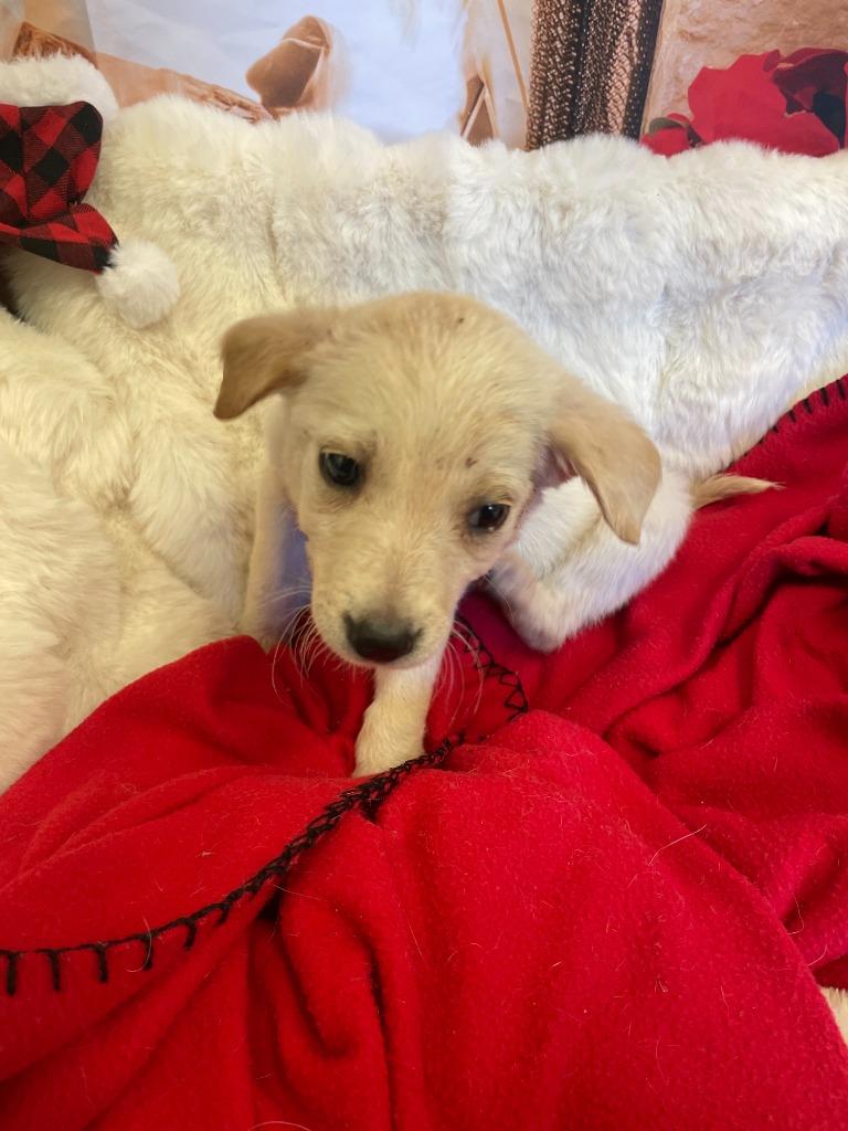 Dancer, a Adoptable mixed breed in Belton, TX image 4/4