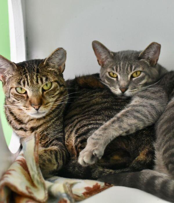 Enlarge Katie, a Adoptable Domestic Short Hair in Marietta, GA image 1/6