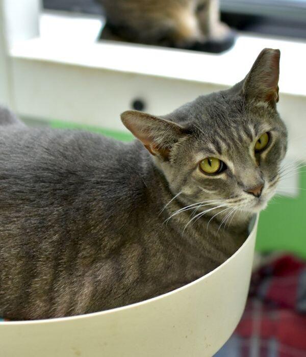 Enlarge Katie, a Adoptable Domestic Short Hair in Marietta, GA image 2/6
