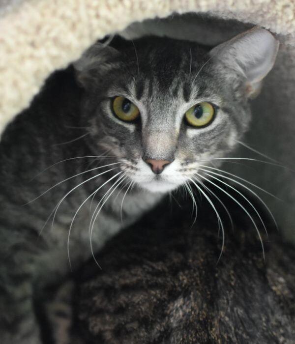 Enlarge Katie, a Adoptable Domestic Short Hair in Marietta, GA image 4/6
