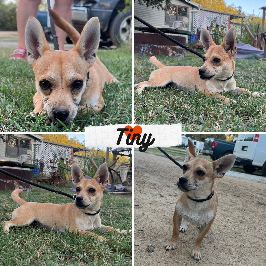 Tiny, a Adopted mixed breed in Madison, WI image 1/2