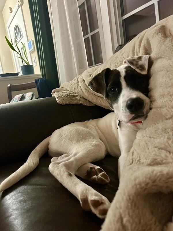 Frosty, Adoptable, Puppy Male Great Pyrenees & Mixed Breed.