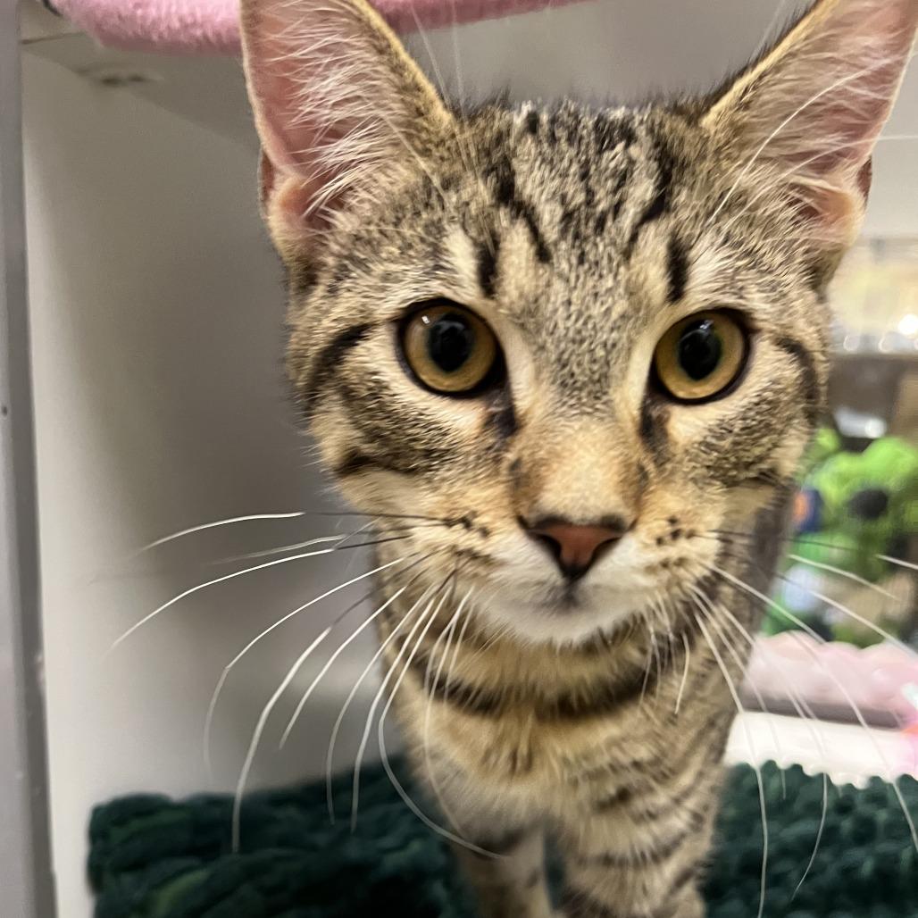 Enlarge Piglet, a Adoptable Domestic Short Hair in Temecula, CA image 1/2