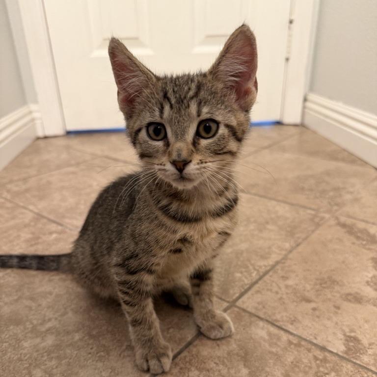 Enlarge Piglet, a Adoptable Domestic Short Hair in Temecula, CA image 2/2