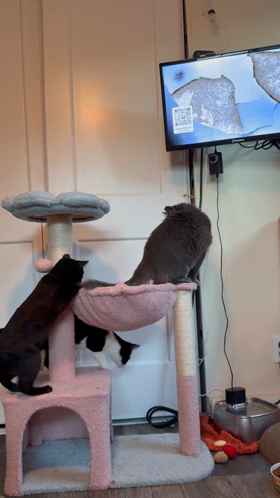 Enlarge Aspen, a Adoptable Domestic Medium Hair in The Dalles, OR video 2/4