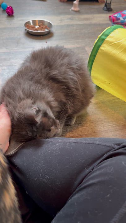 Enlarge Aspen, a Adoptable Domestic Medium Hair in The Dalles, OR video 4/4