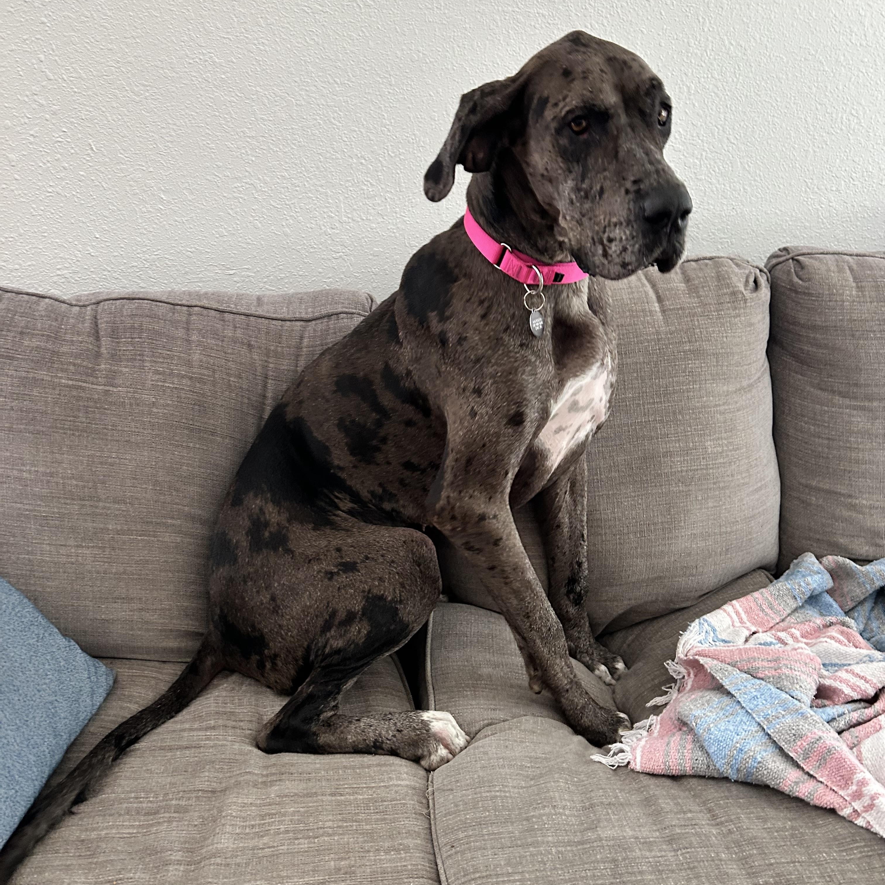 Enlarge Mebel, an adopted Great Dane in Austin, TX image 2/5