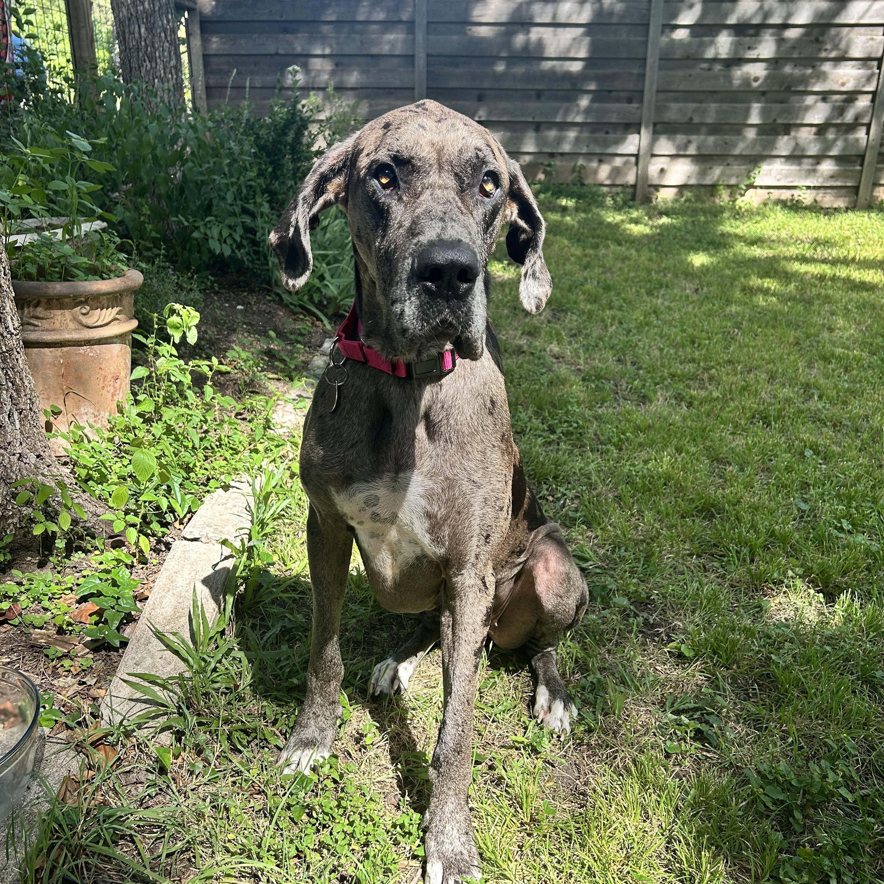Enlarge Mebel, an adopted Great Dane in Austin, TX image 3/5