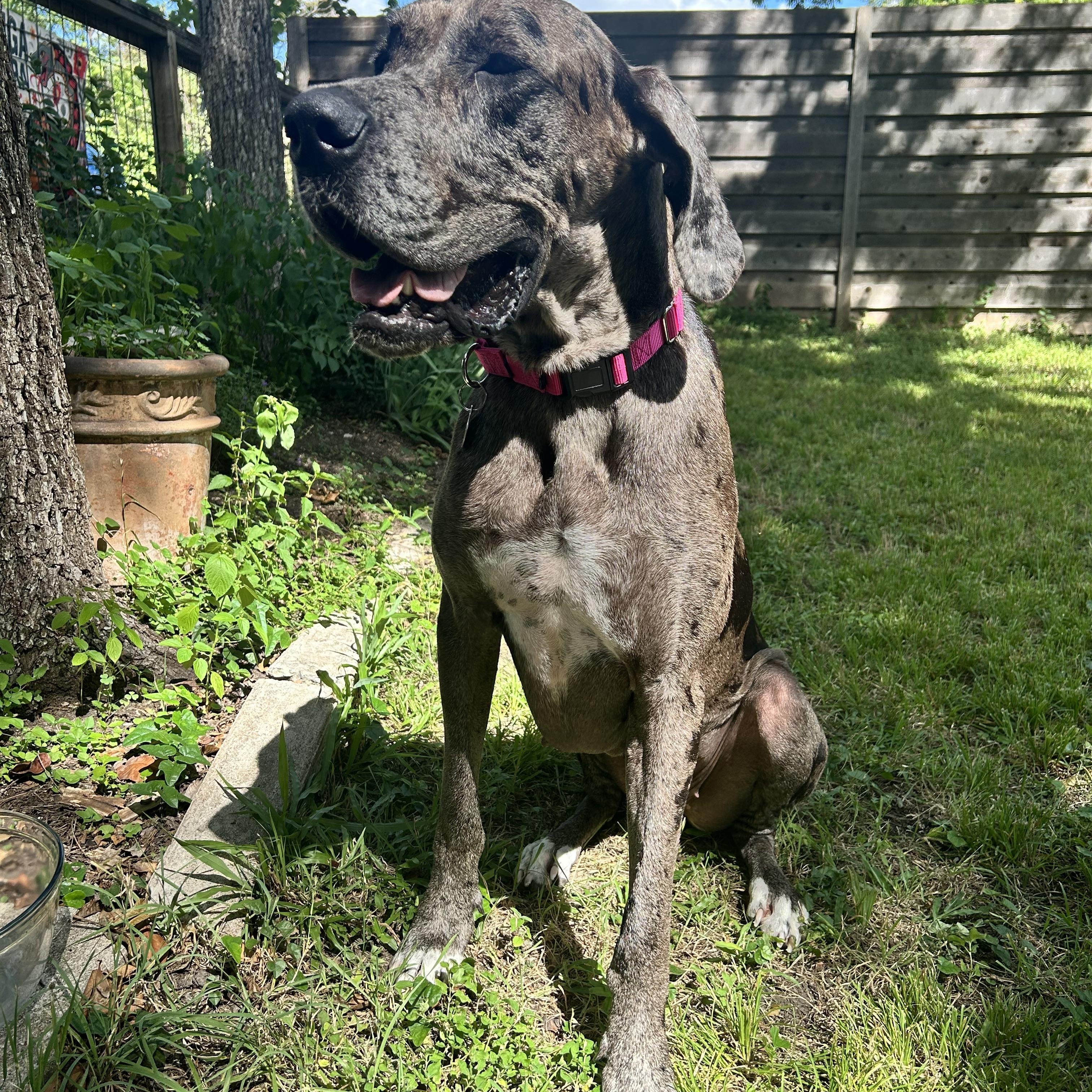 Enlarge Mebel, an adopted Great Dane in Austin, TX image 4/5