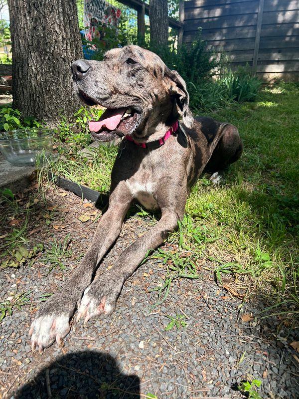 Enlarge Mebel, an adopted Great Dane in Austin, TX image 5/5