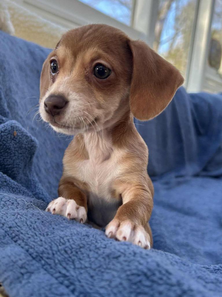 Enlarge Dylan, a Adopted mixed breed in Bristol, WI image 1/1