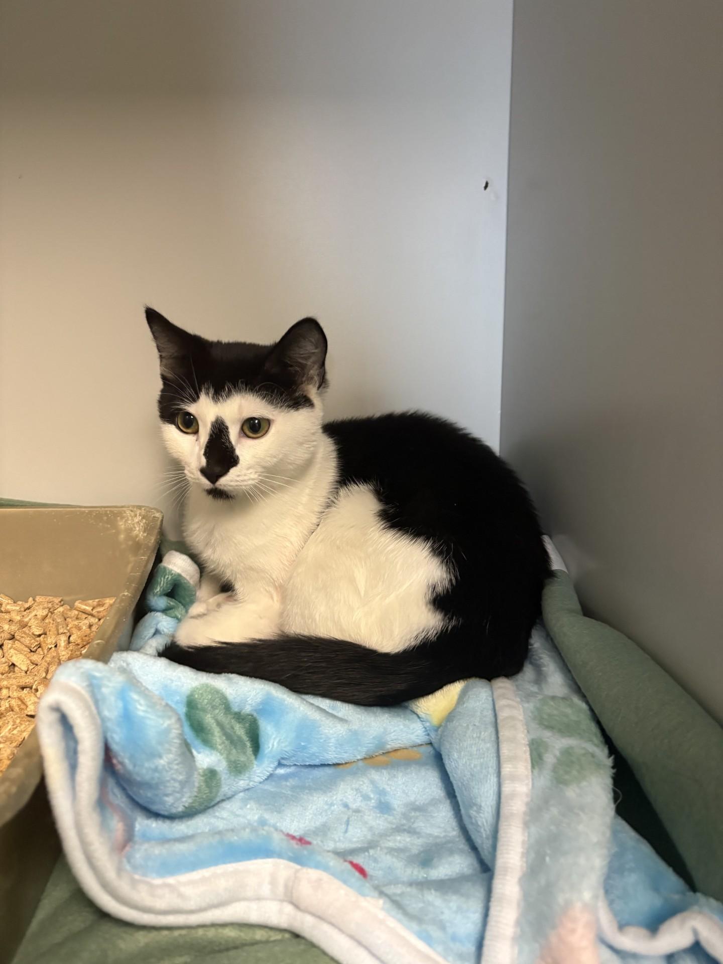 Alex, a ADOPTABLE Domestic Short Hair in West Warwick, RI image 1/2