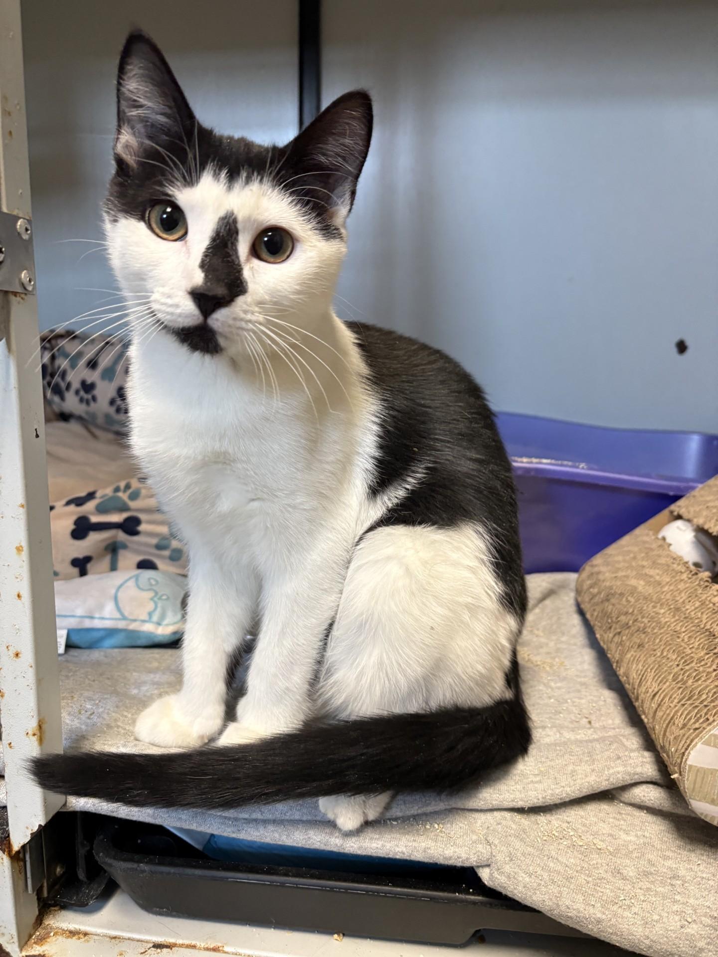 Enlarge Alex, an adopted Domestic Short Hair in West Warwick, RI image 1/3