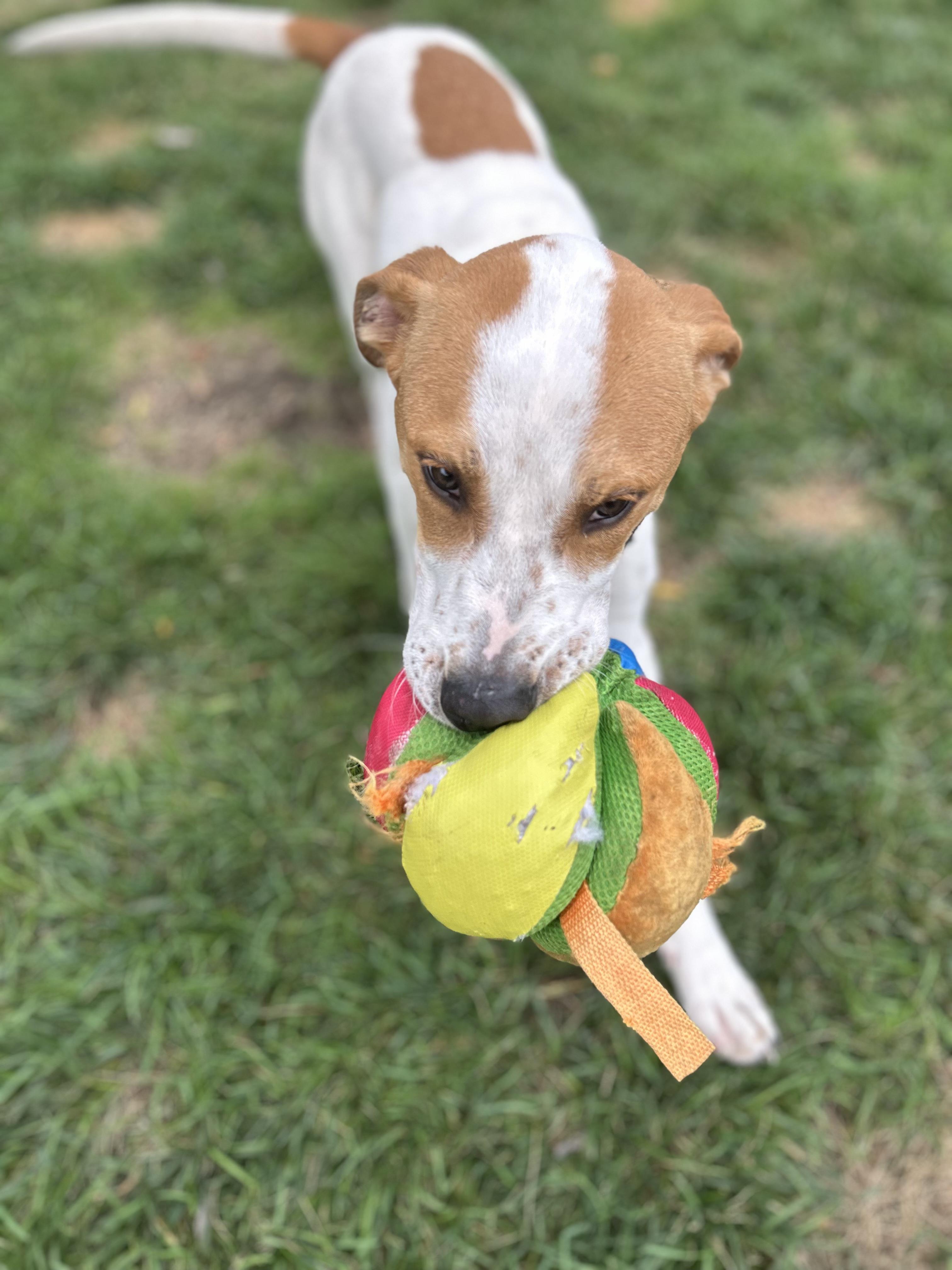 Enlarge Denny, a ADOPTABLE mixed breed in Marengo, IL image 5/5