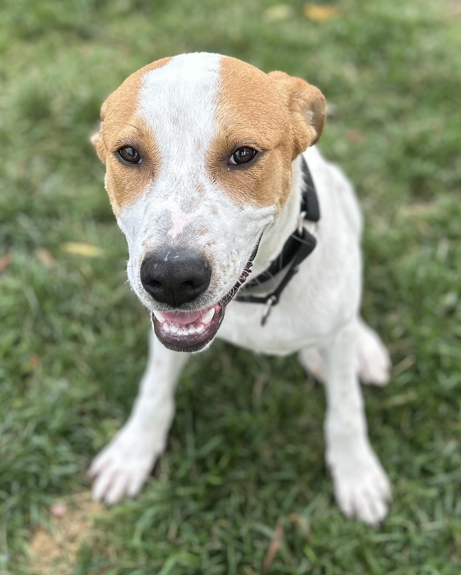 Enlarge Denny, a ADOPTABLE mixed breed in Marengo, IL image 4/5
