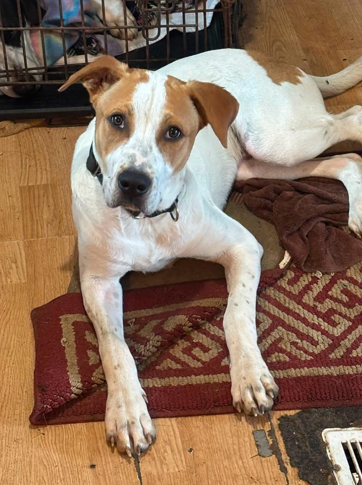 Denny, ADOPTABLE, Puppy Male Terrier & Pointer.