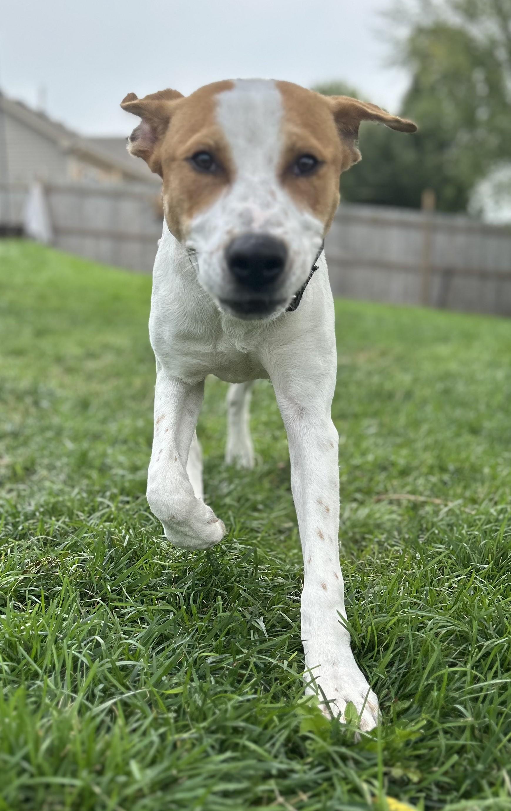 Enlarge Denny, a ADOPTABLE mixed breed in Marengo, IL image 3/5
