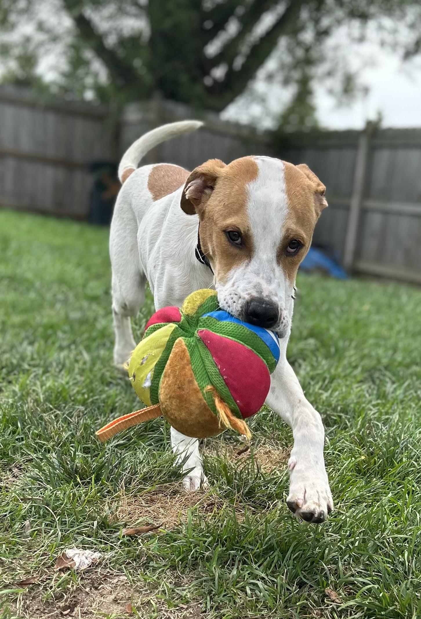 Enlarge Denny, a ADOPTABLE mixed breed in Marengo, IL image 2/5