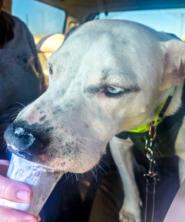 Enlarge Motorola, a Adoptable mixed breed in Des Moines, IA image 2/2