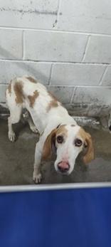 Ansley, adopted, Young Female Hound.