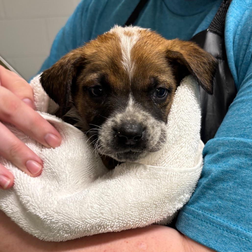 Enlarge Mitchell, a Adoptable mixed breed in Galax, VA image 1/1