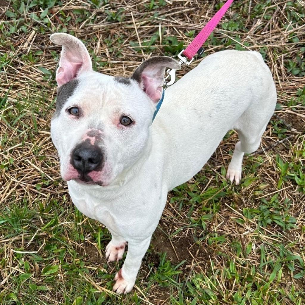 Enlarge April, a Adoptable Pit Bull Terrier in Kittanning, PA image 1/6