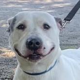 Enlarge April, a Adoptable Pit Bull Terrier in Kittanning, PA image 2/6