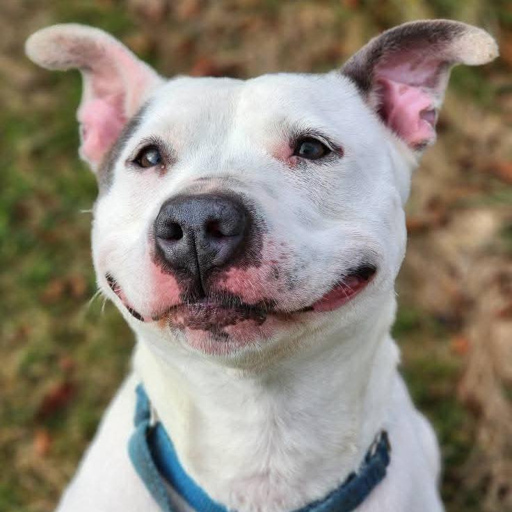 Enlarge April, a Adoptable Pit Bull Terrier in Kittanning, PA image 3/6
