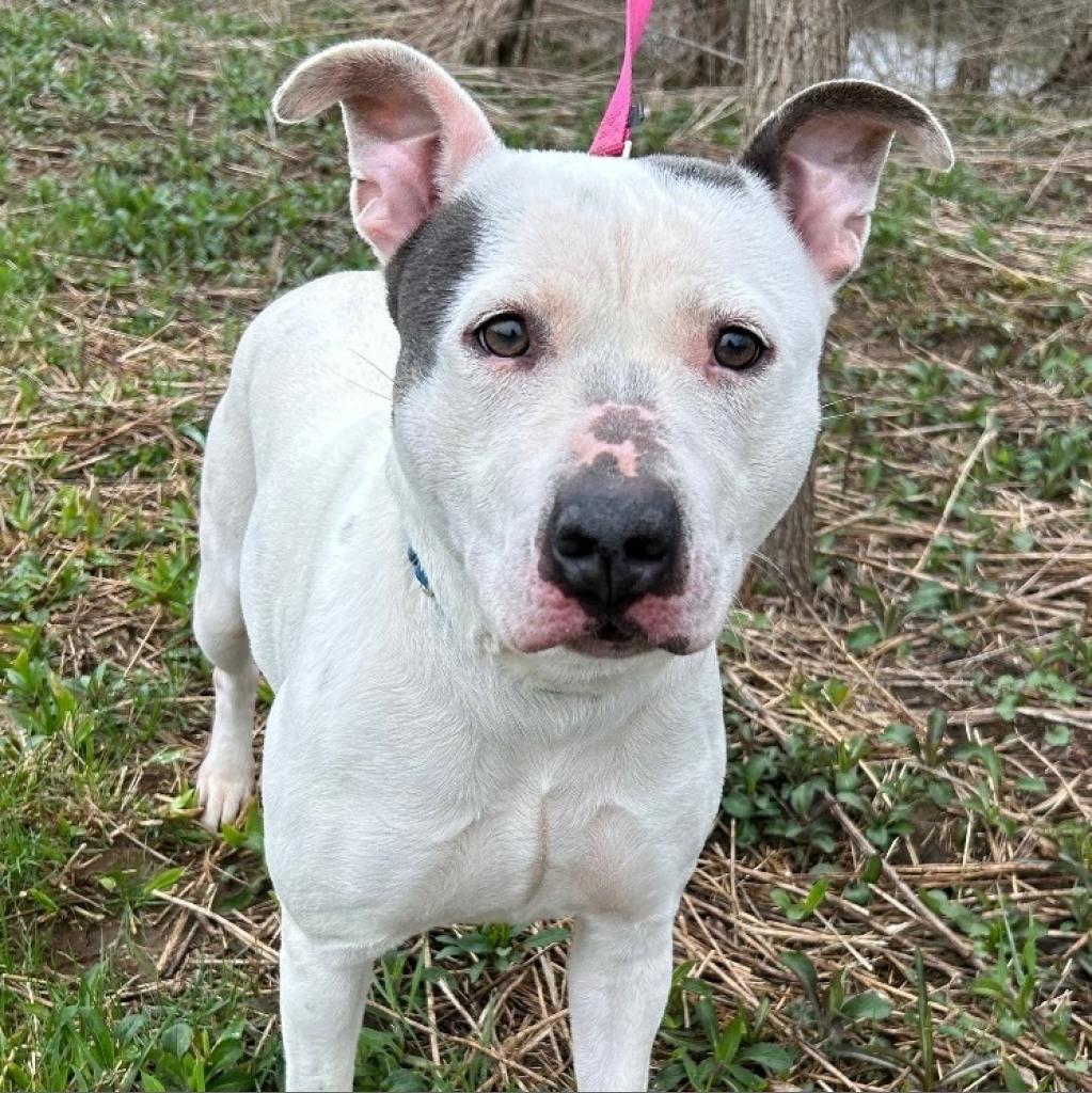 Enlarge April, a Adoptable Pit Bull Terrier in Kittanning, PA image 3/4