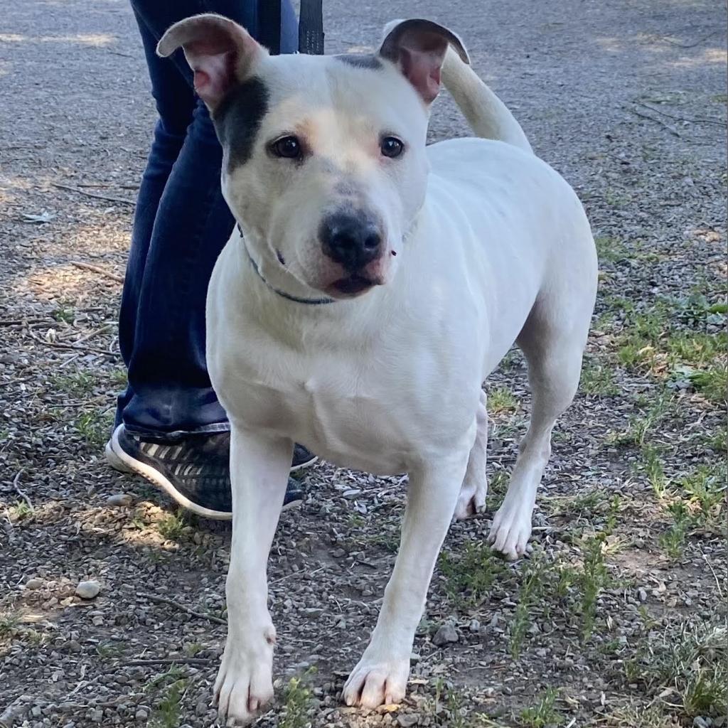 Enlarge April, a Adoptable Pit Bull Terrier in Kittanning, PA image 3/6
