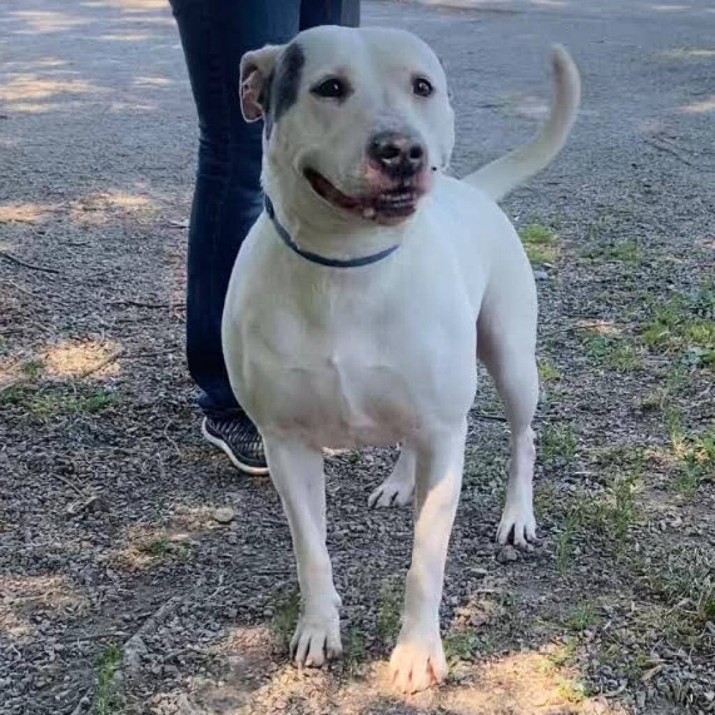 Enlarge April, a Adoptable Pit Bull Terrier in Kittanning, PA image 4/6