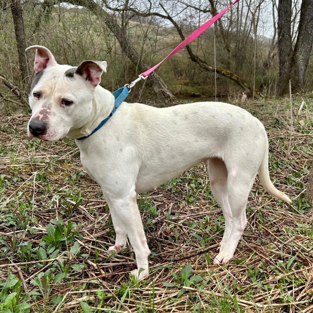 Enlarge April, a Adoptable Pit Bull Terrier in Kittanning, PA image 6/6