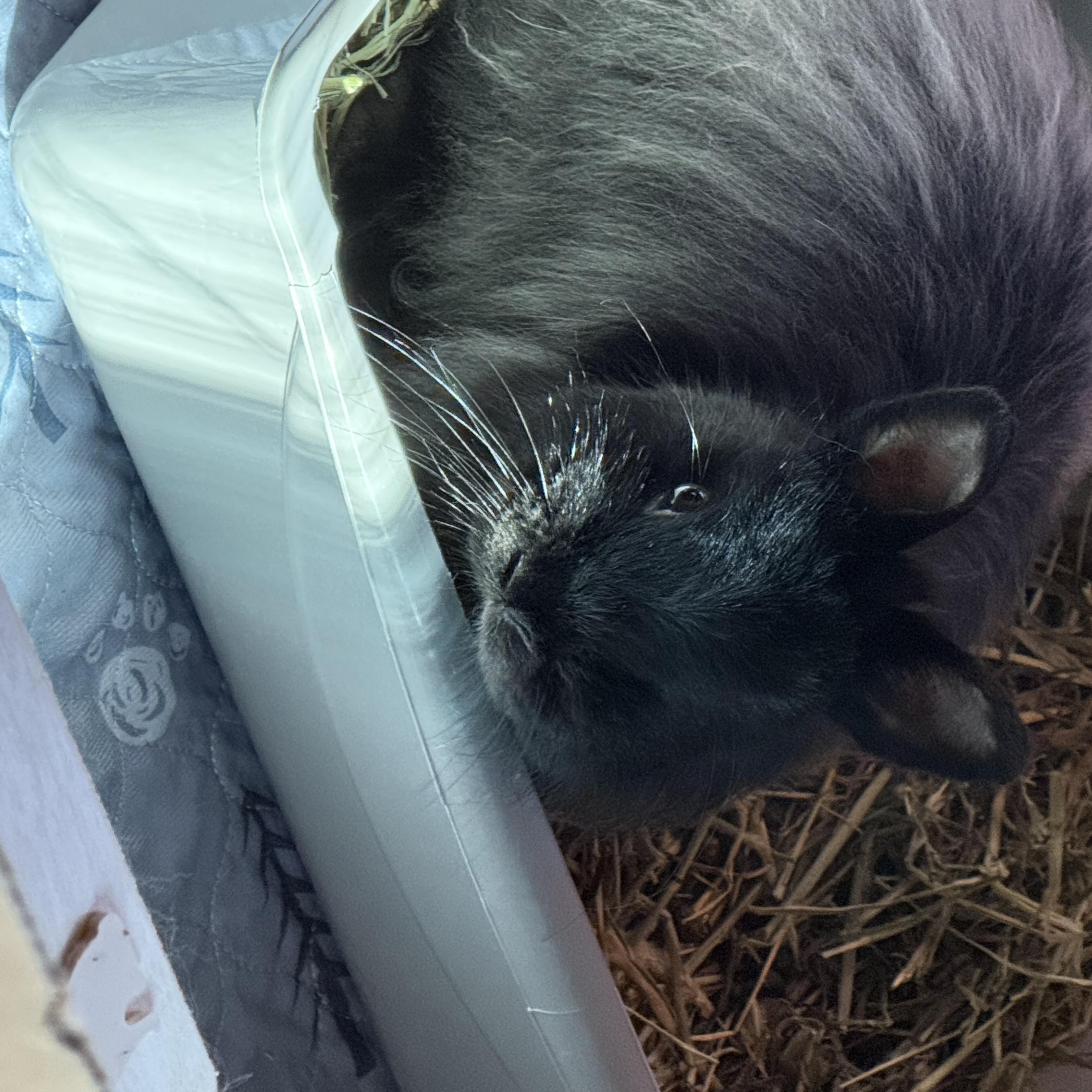 Truffle, Adoptable, Adult Male Jersey Wooly.