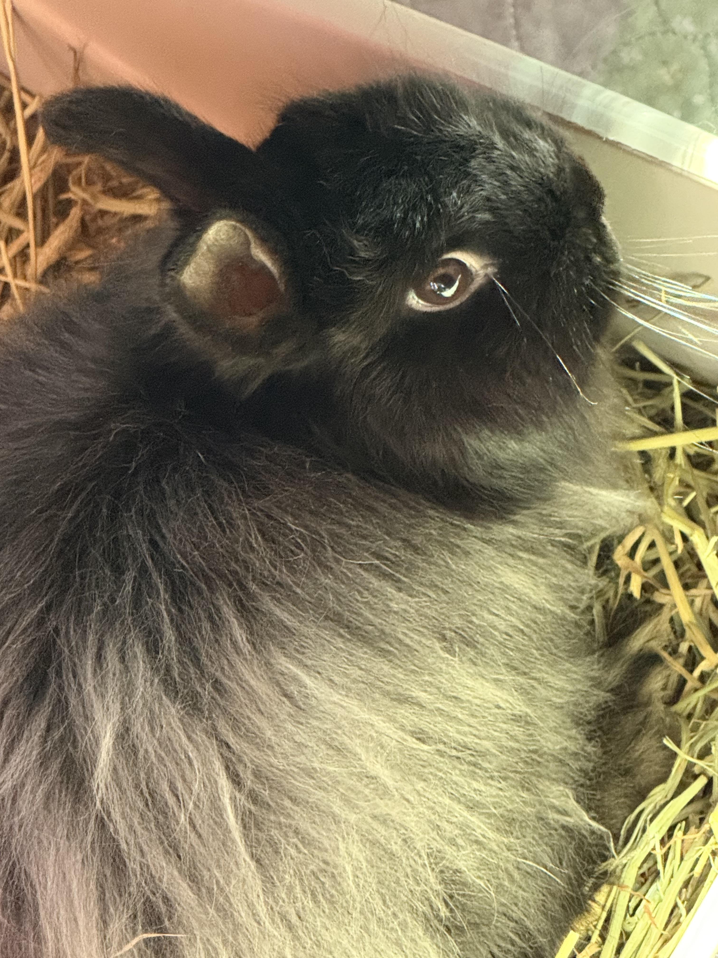 Enlarge Truffle, a Adoptable Jersey Wooly in Cream Ridge, NJ image 2/2