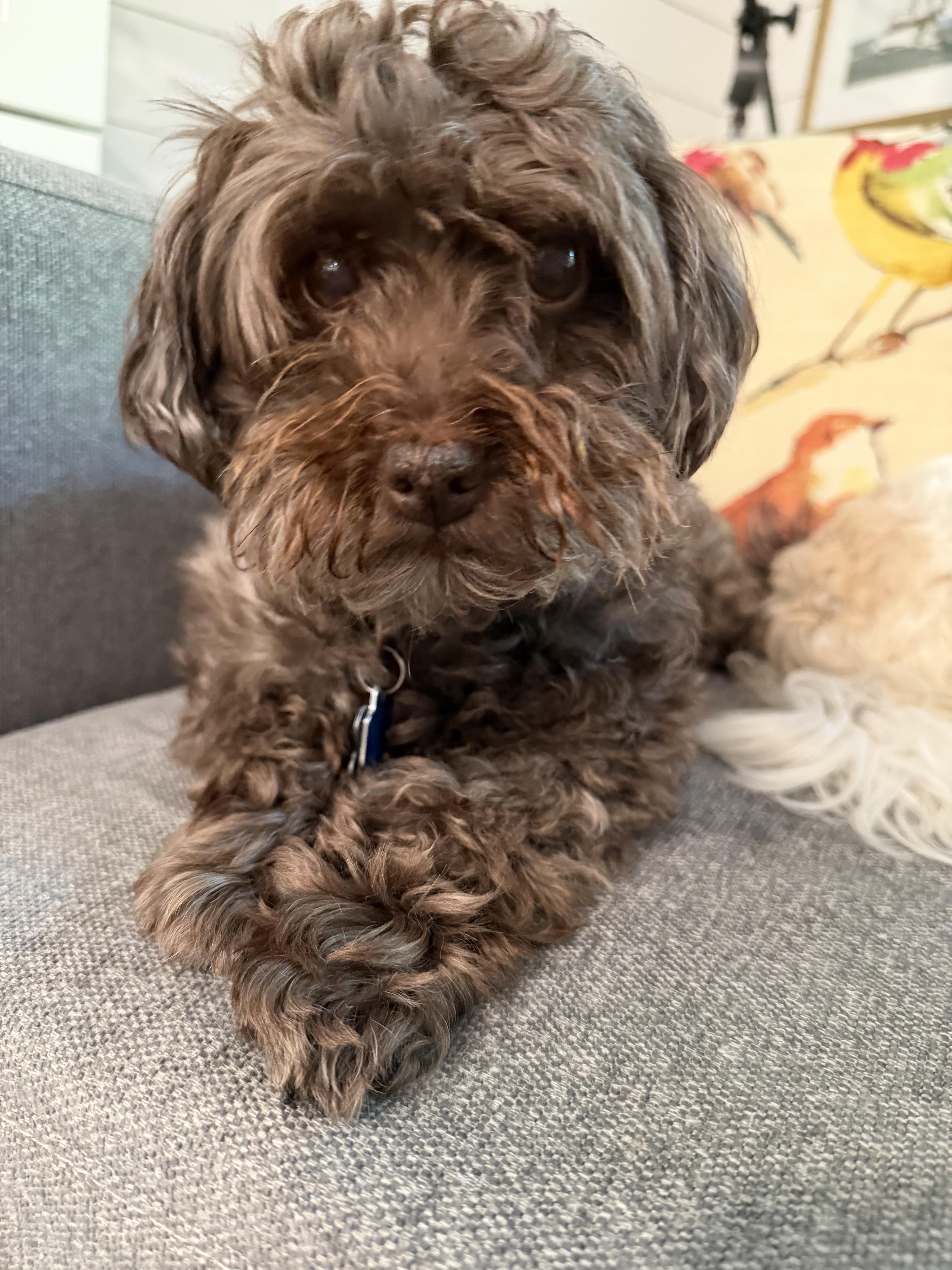 Babette in New Cumberland, Pennsylvania, a ADOPTABLE Havanese in New Cumberland, PA image 1/5