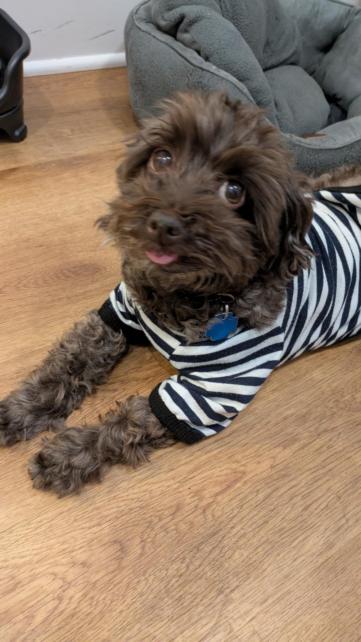 Babette in New Cumberland, Pennsylvania, a ADOPTABLE Havanese in New Cumberland, PA image 5/5