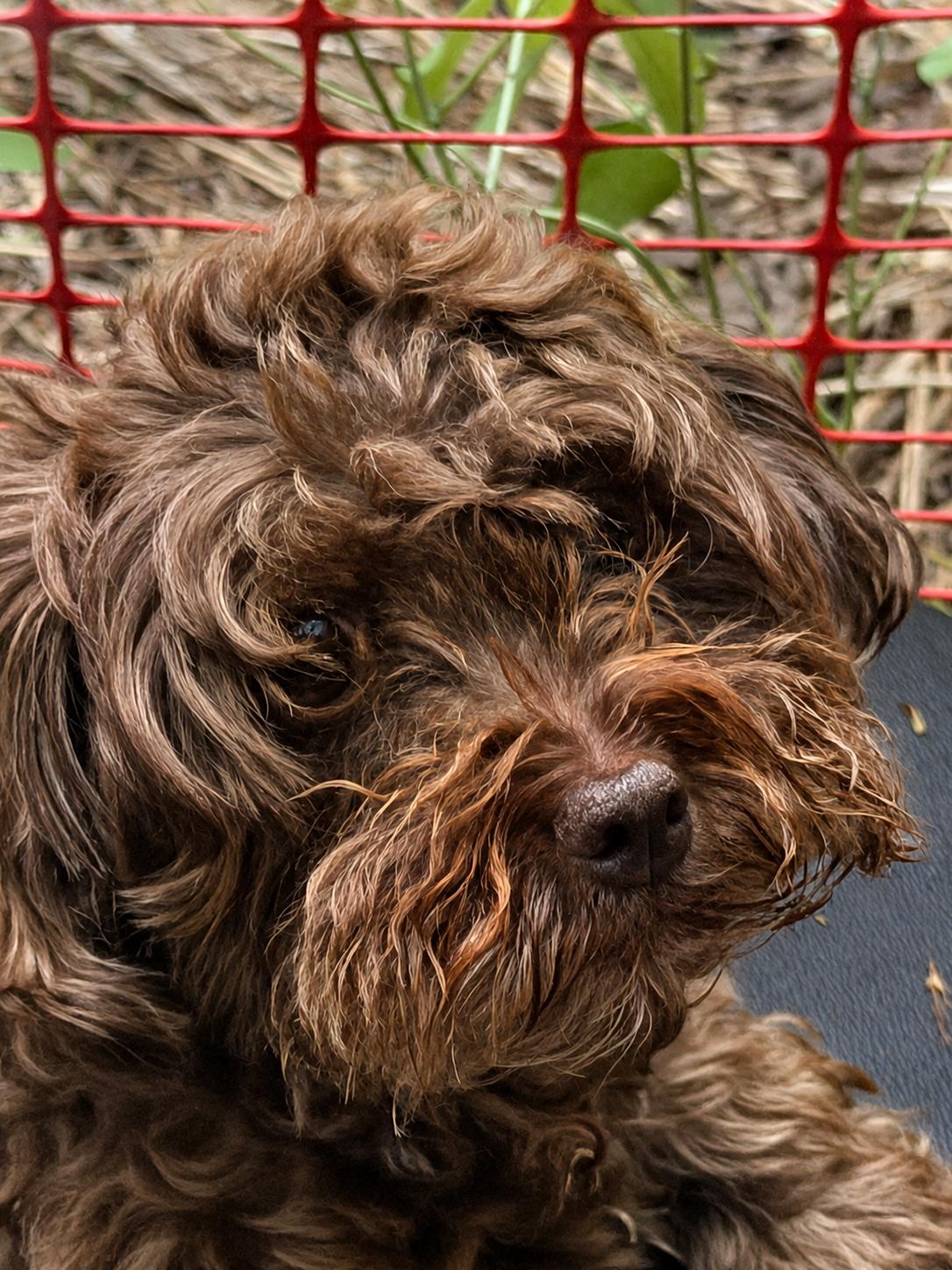 Babette in New Cumberland, Pennsylvania, a ADOPTABLE Havanese in New Cumberland, PA image 2/5