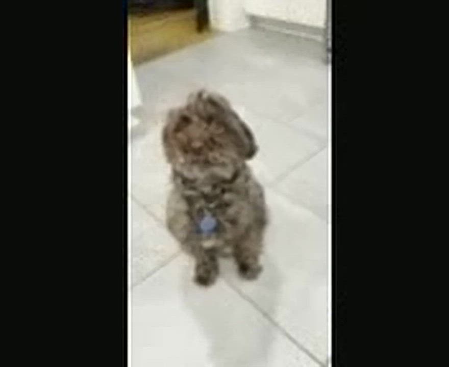Enlarge Babette in New Cumberland, Pennsylvania, a ADOPTABLE Havanese in New Cumberland, PA video 3/5