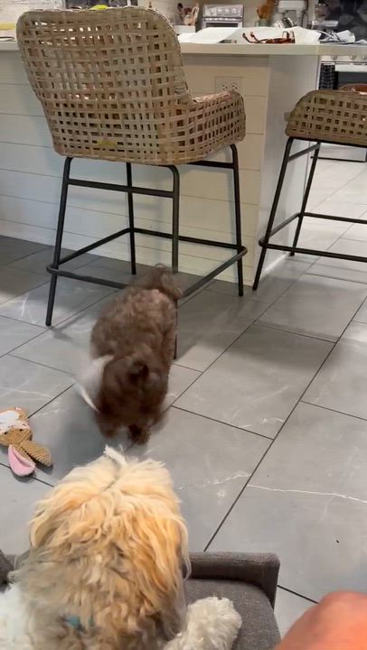 Enlarge Babette in New Cumberland, Pennsylvania, a ADOPTABLE Havanese in New Cumberland, PA video 4/5