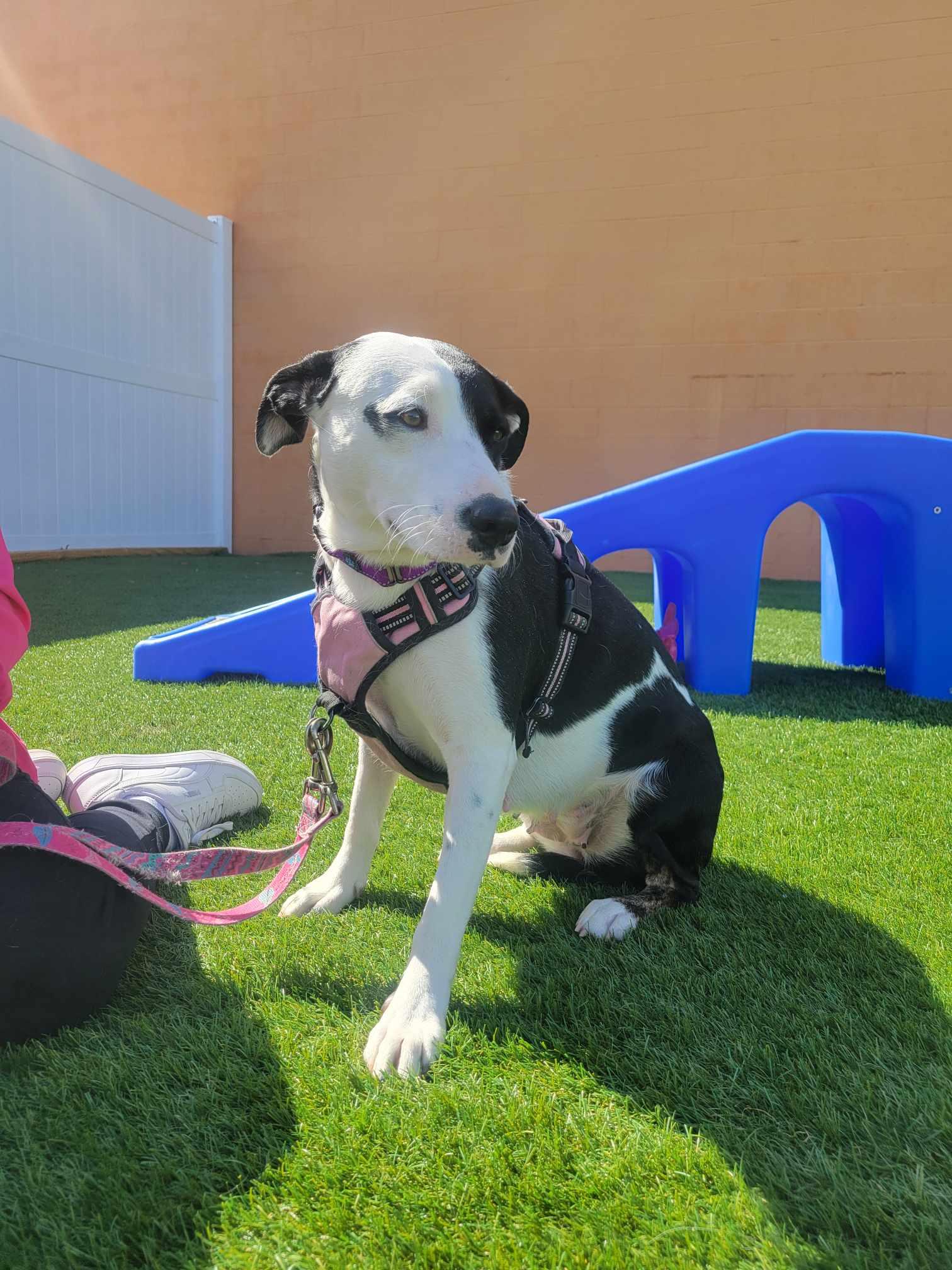 Autumn, a Adoptable Pit Bull Terrier in Shillington, PA image 1/3