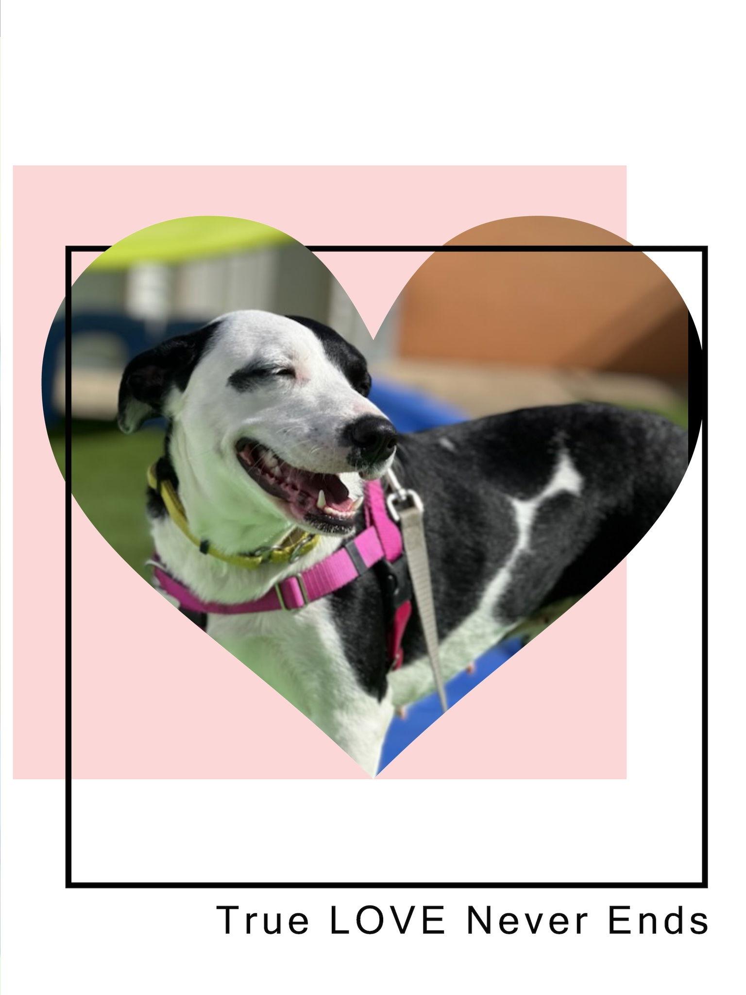 Autumn, a Adoptable Pit Bull Terrier in Shillington, PA image 2/3