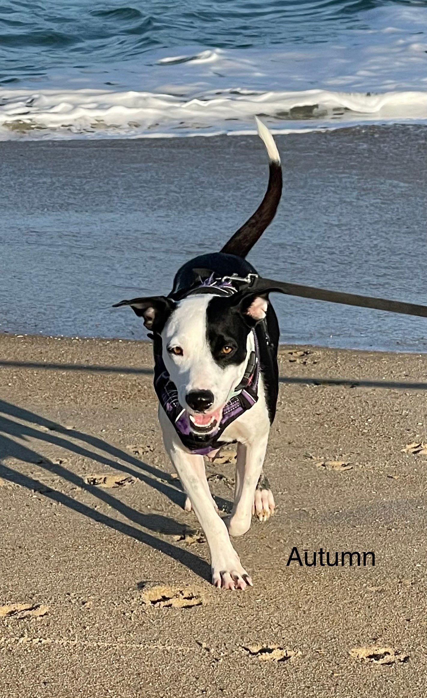 Autumn, a Adoptable Pit Bull Terrier in Shillington, PA image 3/3
