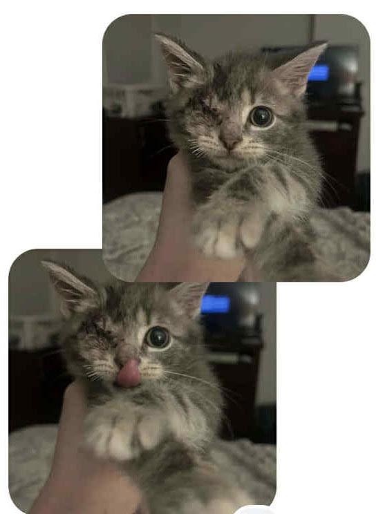 Sunnyside Up (Bonded with Little Baby Mew)