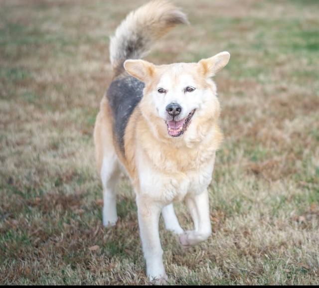 Enlarge SHYVIEA, a Adoptable mixed breed in York, SC image 1/1