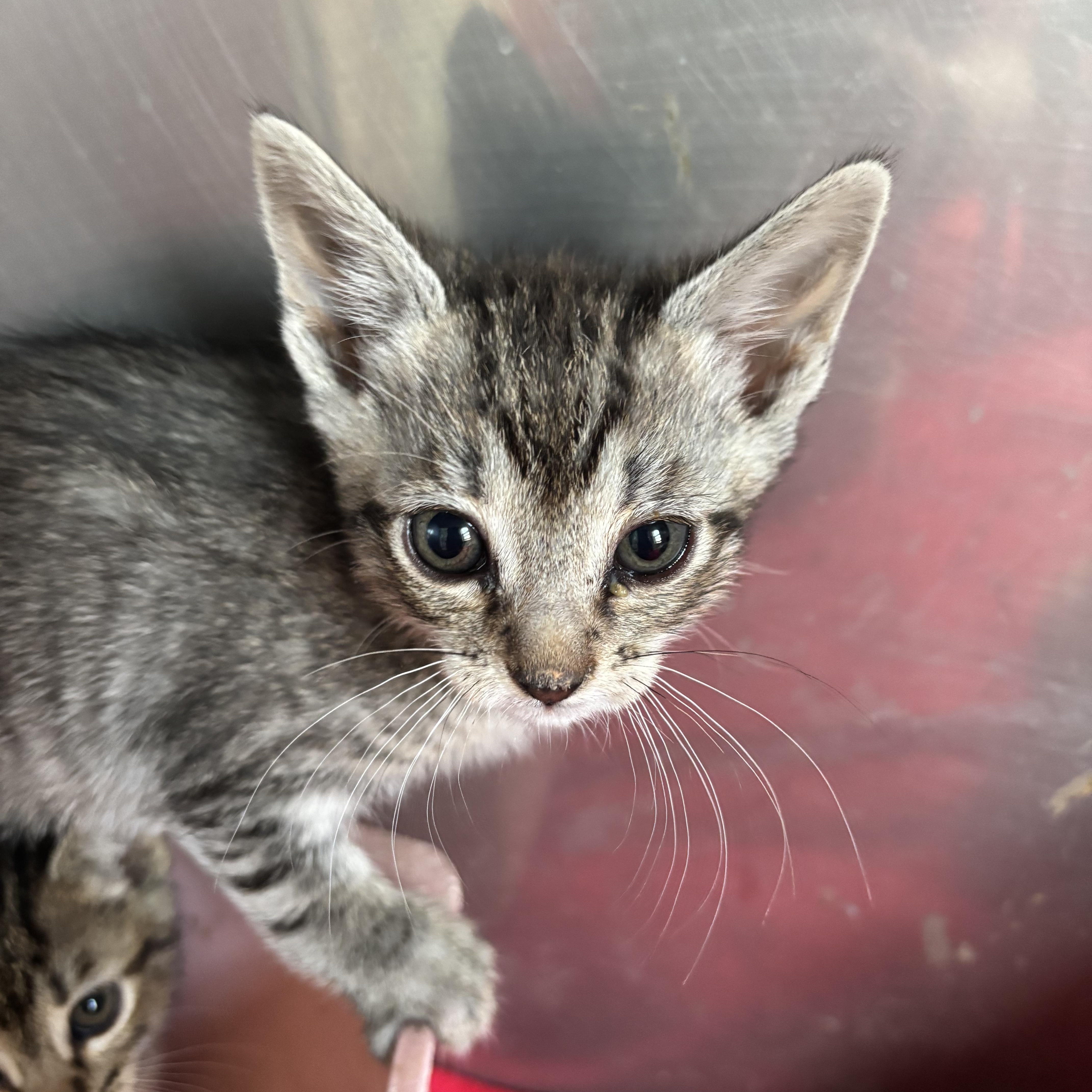 Fluff, ADOPTABLE, Kitten Male Domestic Short Hair.