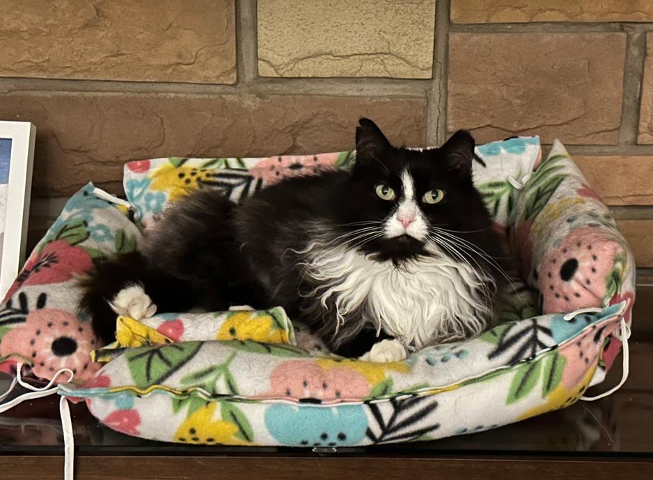 Enlarge Wendy, a Adoptable Domestic Long Hair in Rochester, NY image 1/5