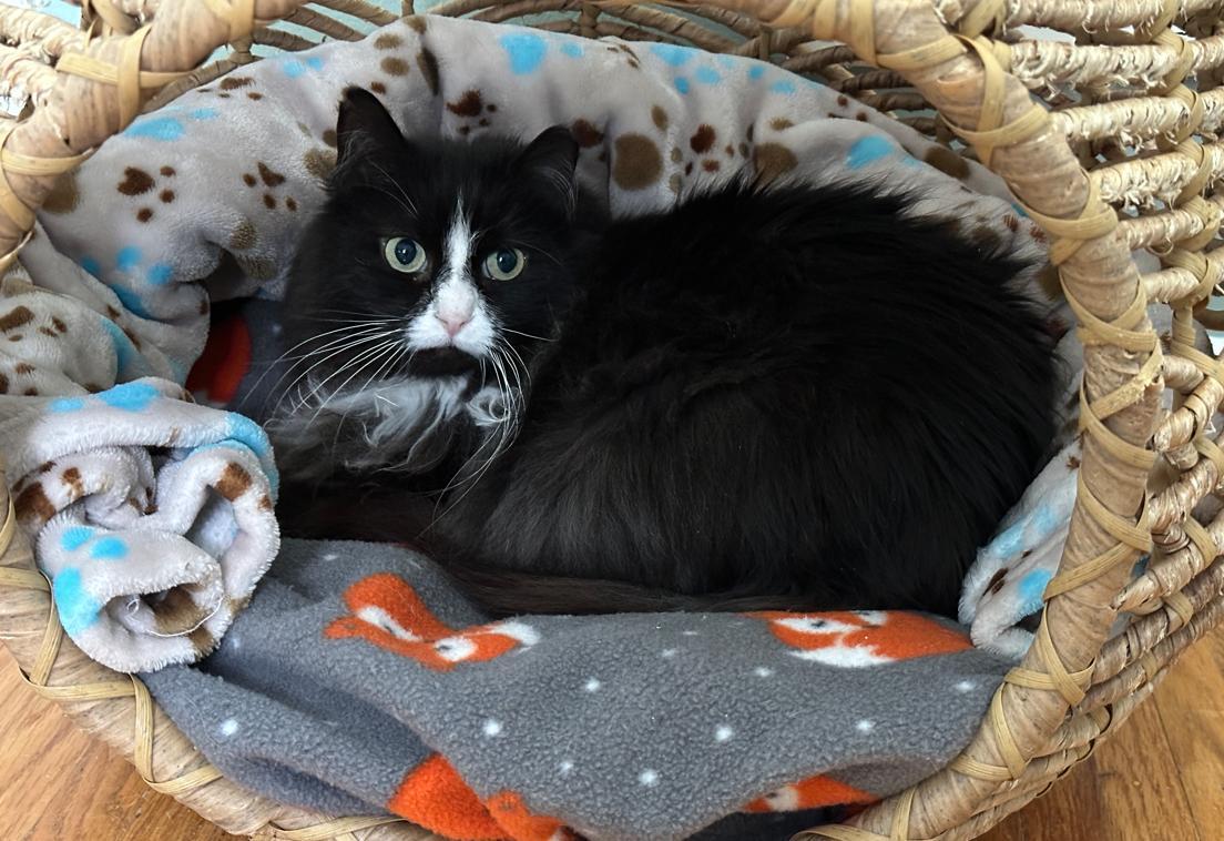 Enlarge Wendy, a Adoptable Domestic Long Hair in Rochester, NY image 3/5