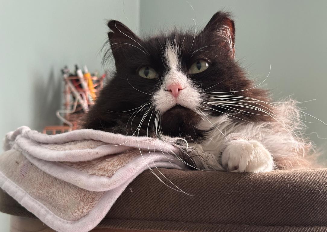 Enlarge Wendy, a Adoptable Domestic Long Hair in Rochester, NY image 2/5