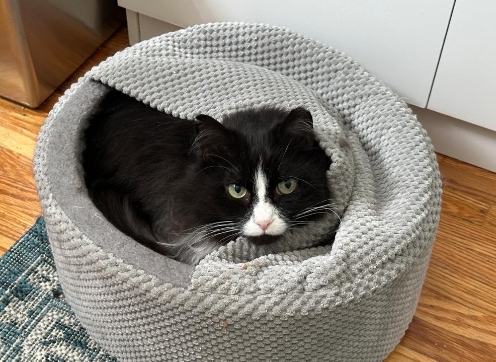 Enlarge Wendy, a Adoptable Domestic Long Hair in Rochester, NY image 5/5